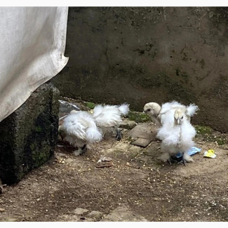 Silkie Chicks For Sale