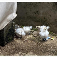 Silkie Chicks For Sale