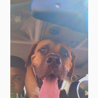 6-12 months Male Purebred Boerboel