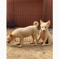 3-6 months Male Purebred American Eskimo