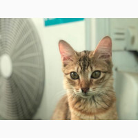 Sweet Female Bengal Kitten for Adoption