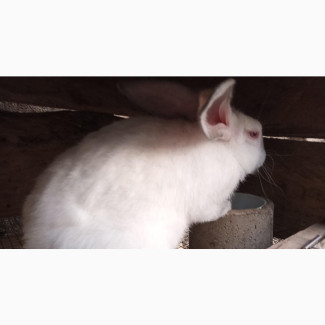 Well Bred Angora and Hyla Max Rabbit Breeds for Sale