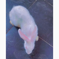 Males and Females Rabbits