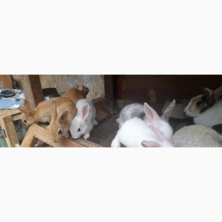 New Sets of Weaner Rabbits