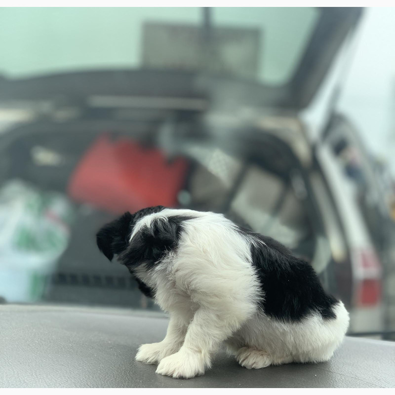 Фото 1/1. Male Purebred Lhasa Apso - Available for a Forever Home