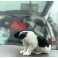 Male Purebred Lhasa Apso - Available for a Forever Home