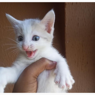 American Shorthair Kitten - Female, 0-1 Month Old
