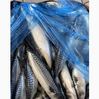 Titus Fish Available