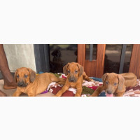 1-3 months Male Purebred Rhodesian Ridgeback
