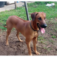 Adult Male Purebred Rhodesian Ridgeback