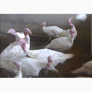Chickens and Turkeys Available