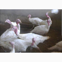 Chickens and Turkeys Available