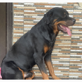 Male Rottweiler for Stud Service - Bowalekennel
