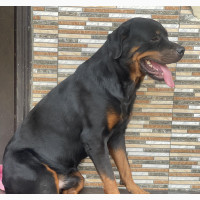 Male Rottweiler for Stud Service - Bowalekennel