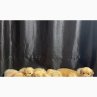 1-3 months Female Purebred Golden Retriever