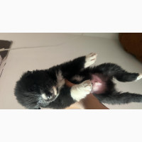0-1 month Male Purebred Border Collie