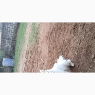 American Eskimo Male Purebred 1+ year old