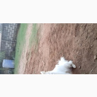 American Eskimo Male Purebred 1+ year old