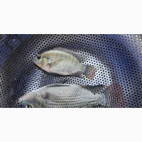 GIFT Tilapia Juveniles Available for Sale