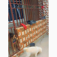 Female Lhasa Apso Available in Owerri