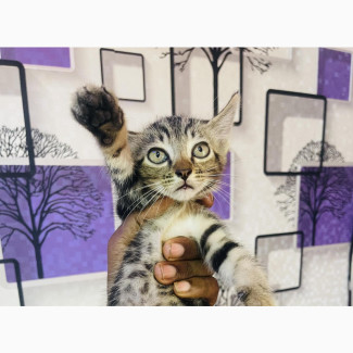 Adorable Male Purebred Tabby Kitten