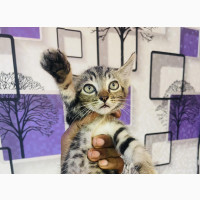 Adorable Male Purebred Tabby Kitten