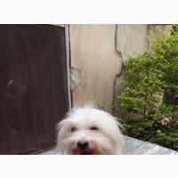Male Purebred Lhasa Apso