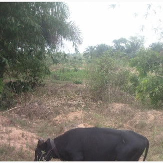 Black Native Cow / Efigbo