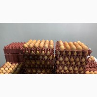 Jumbo and Large Eggs for Sale