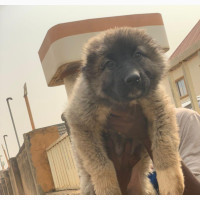 3-6 Month Female Purebred Caucasian Shepherd
