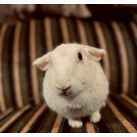 Pet Rabbit - Well Trained and Social