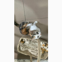 Adorable Female Mixed Breed Exotic Puppy - 3-6 Months Old