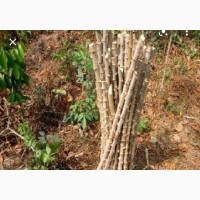 Fresh Cassava Stems and Tubers for Sale