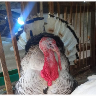 Male Female Full Breed Turkeys