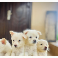 Male American Eskimo Puppies Available for New Homes
