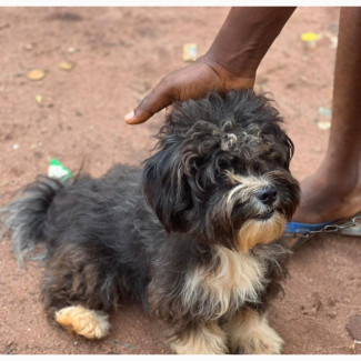6-12 months Male Purebred Havanese