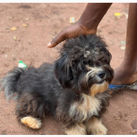 6-12 months Male Purebred Havanese