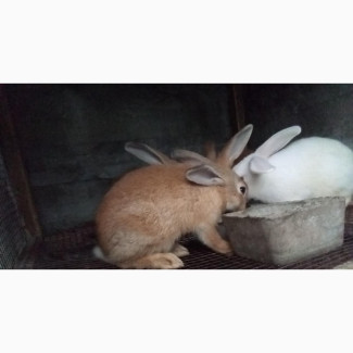 High Quality Rabbits for Sale - Limited Time Offer