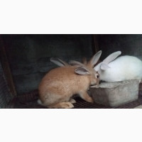 High Quality Rabbits for Sale - Limited Time Offer
