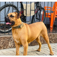 Female Purebred Boerboel - 6-12 months old