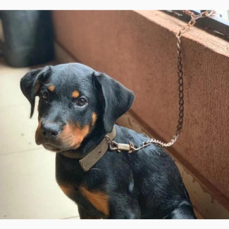 3-6 month Female Purebred Rottweiler