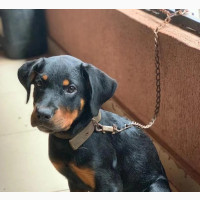 3-6 month Female Purebred Rottweiler