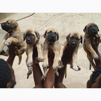 Female Purebred Boerboel Puppy - 0-1 month