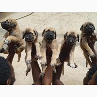 Female Purebred Boerboel Puppy - 0-1 month