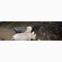 Pure Breed Pigs - High Quality