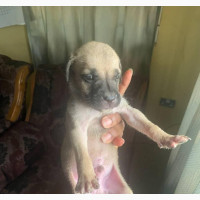 0-1 month Female Mixed Breed Boerboel