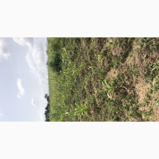Uprooted 50 Acres of Land for Sale at Cheaper Rate. Secure L