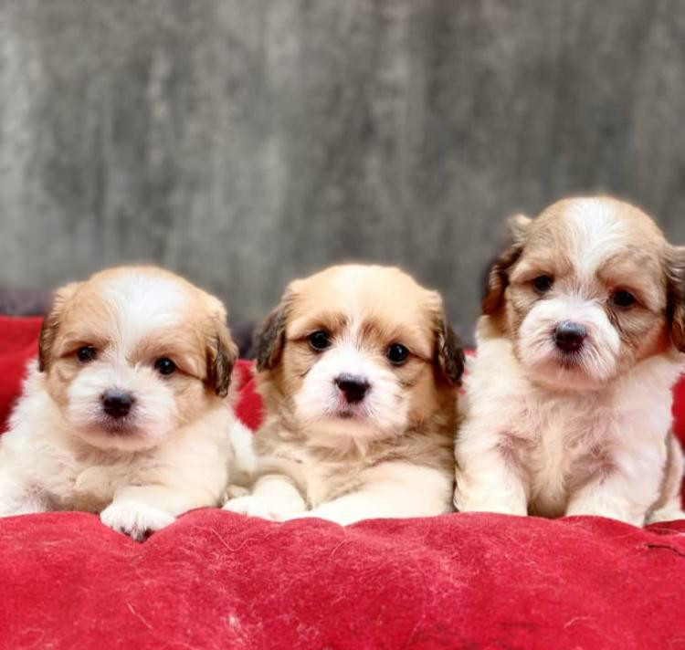 Фото 1/1. Male Purebred Lhasa Apso Puppy - 1-3 Months Old