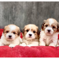 Male Purebred Lhasa Apso Puppy - 1-3 Months Old