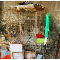 Double Dog Cage for Sale